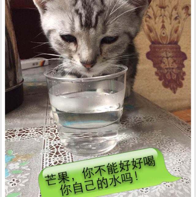 做个佐治亚州ID